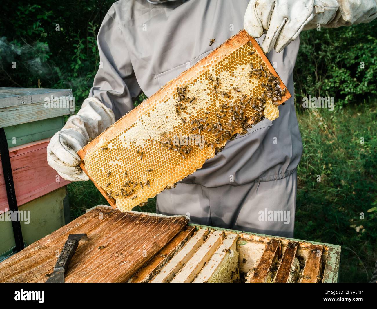 Apicoltore maschile che lavora nel suo apiario in una fattoria di api, concetto di apicoltura Foto Stock