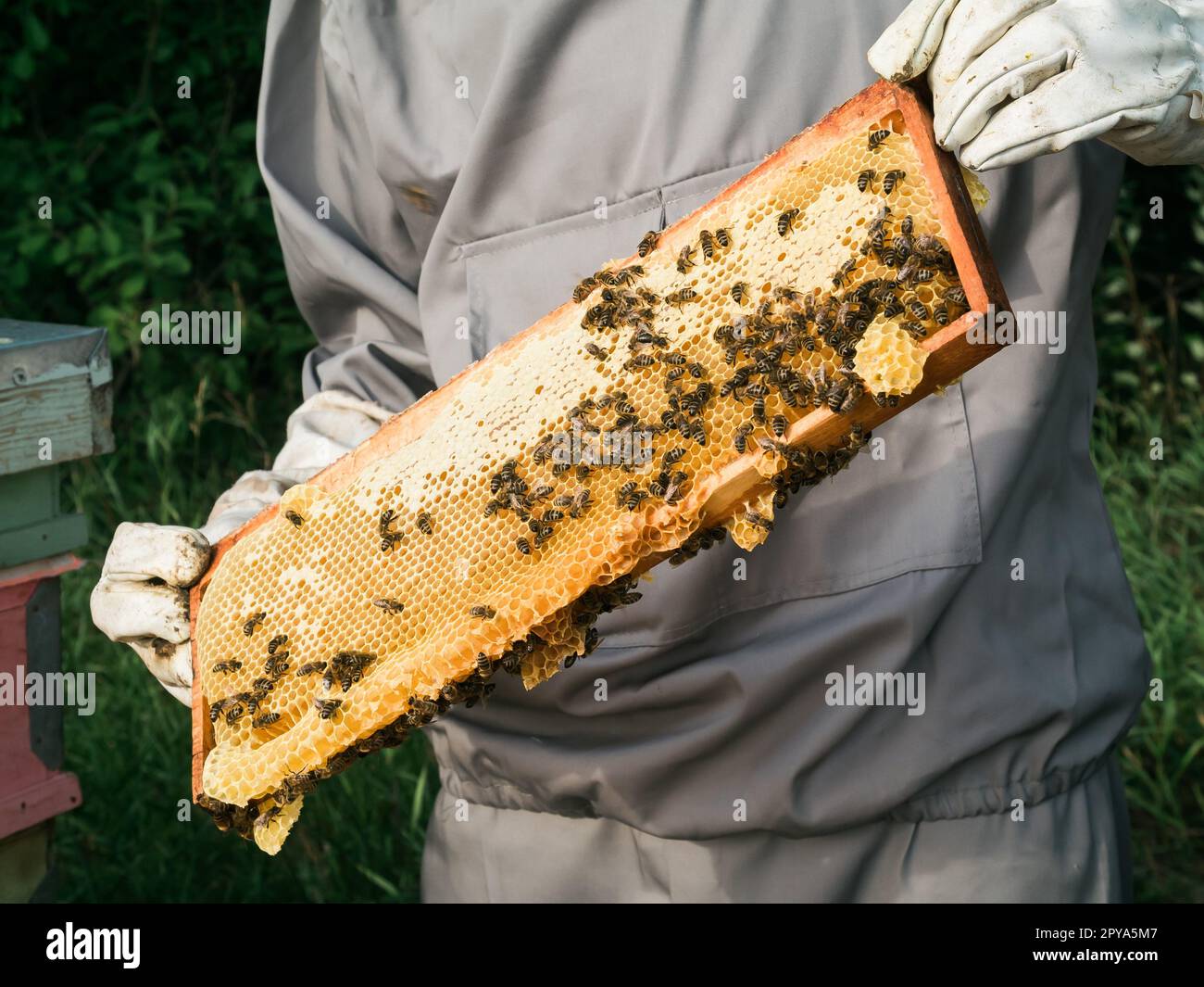 Apicoltore che rimuove il favo dall'alveare. Persona in costume da apicoltore che prende miele dall'alveare. Contadino che indossa un abito da api che lavora con il favo nell'apario. Apicoltura in campagna - agricoltura biologica Foto Stock