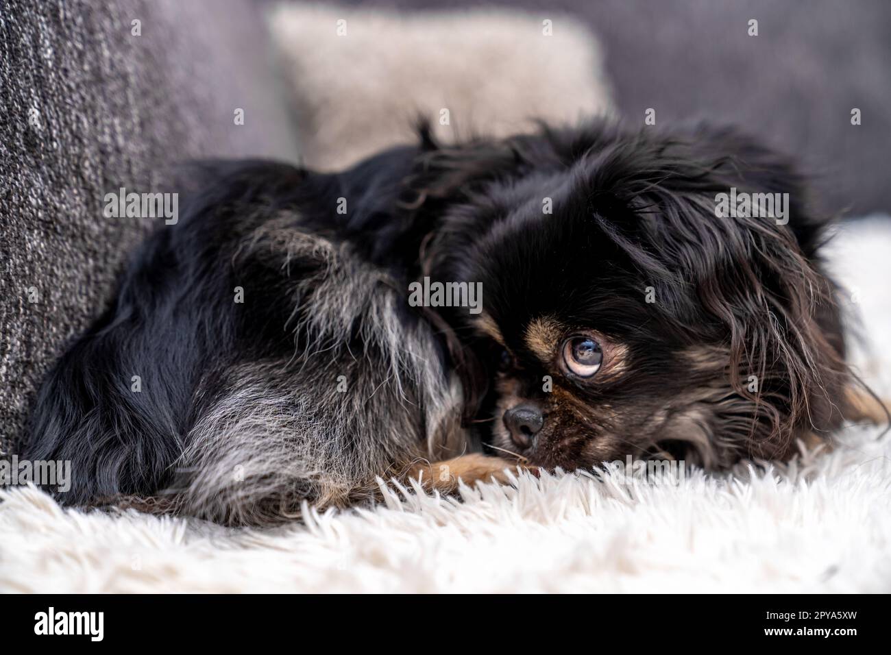 piccolo cane carino sul divano Foto Stock