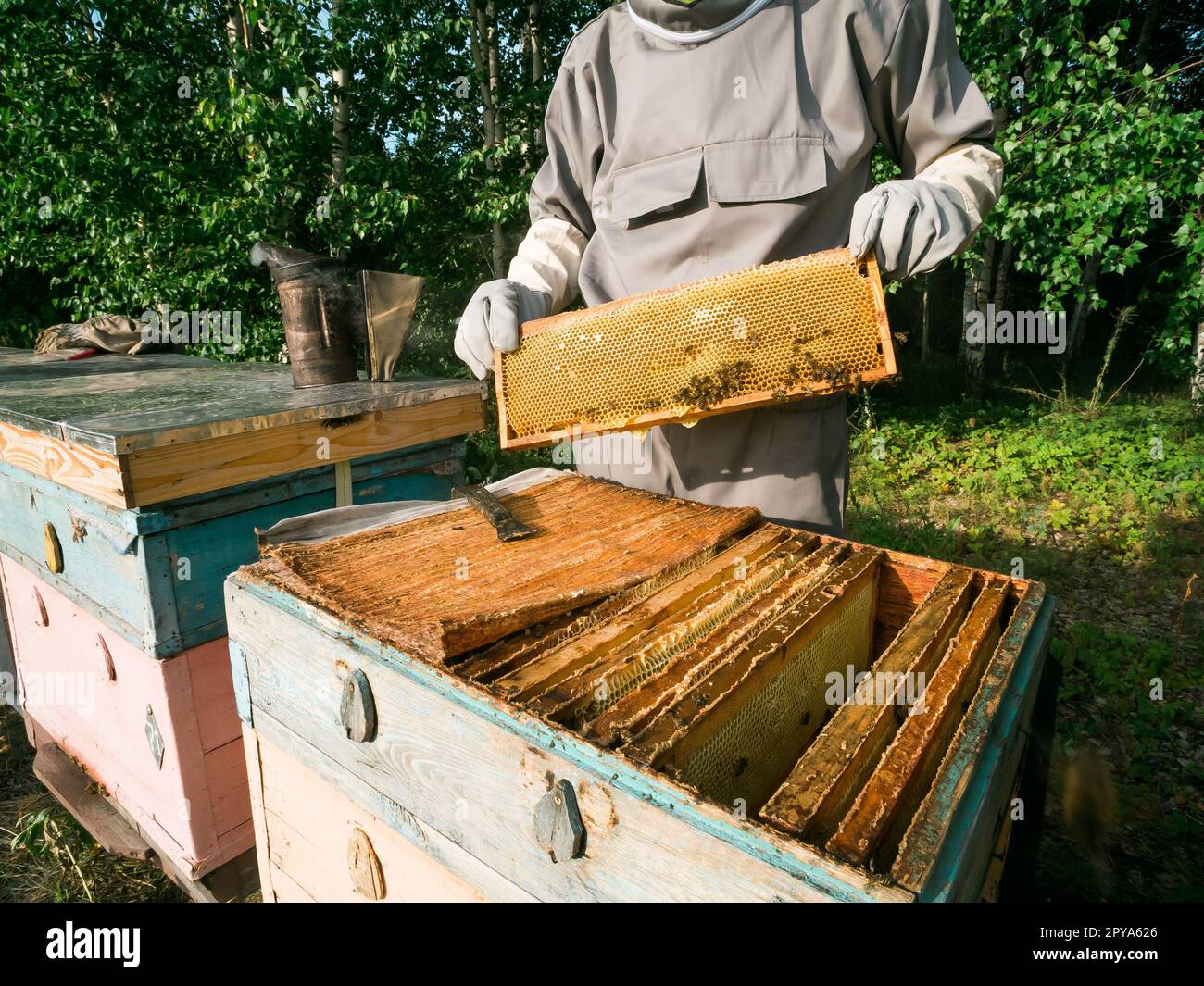 Apicoltore maschio di lavoro raccogliere il miele. Concetto di apicoltura. Foto Stock