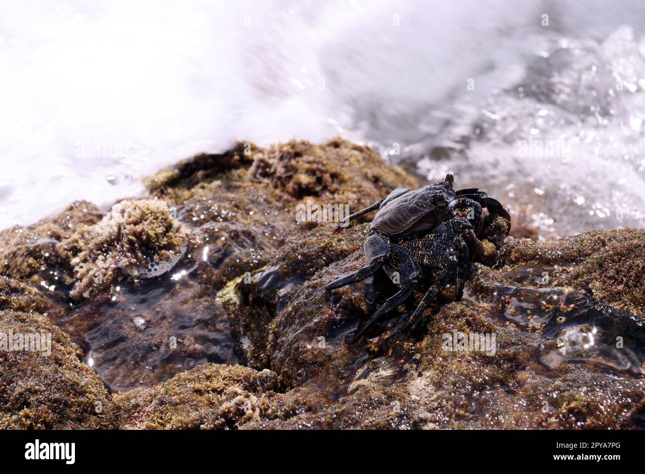 Juvenile Grapsus adscensionis - Ostatlantische Rote Felsenkrabbe Foto Stock