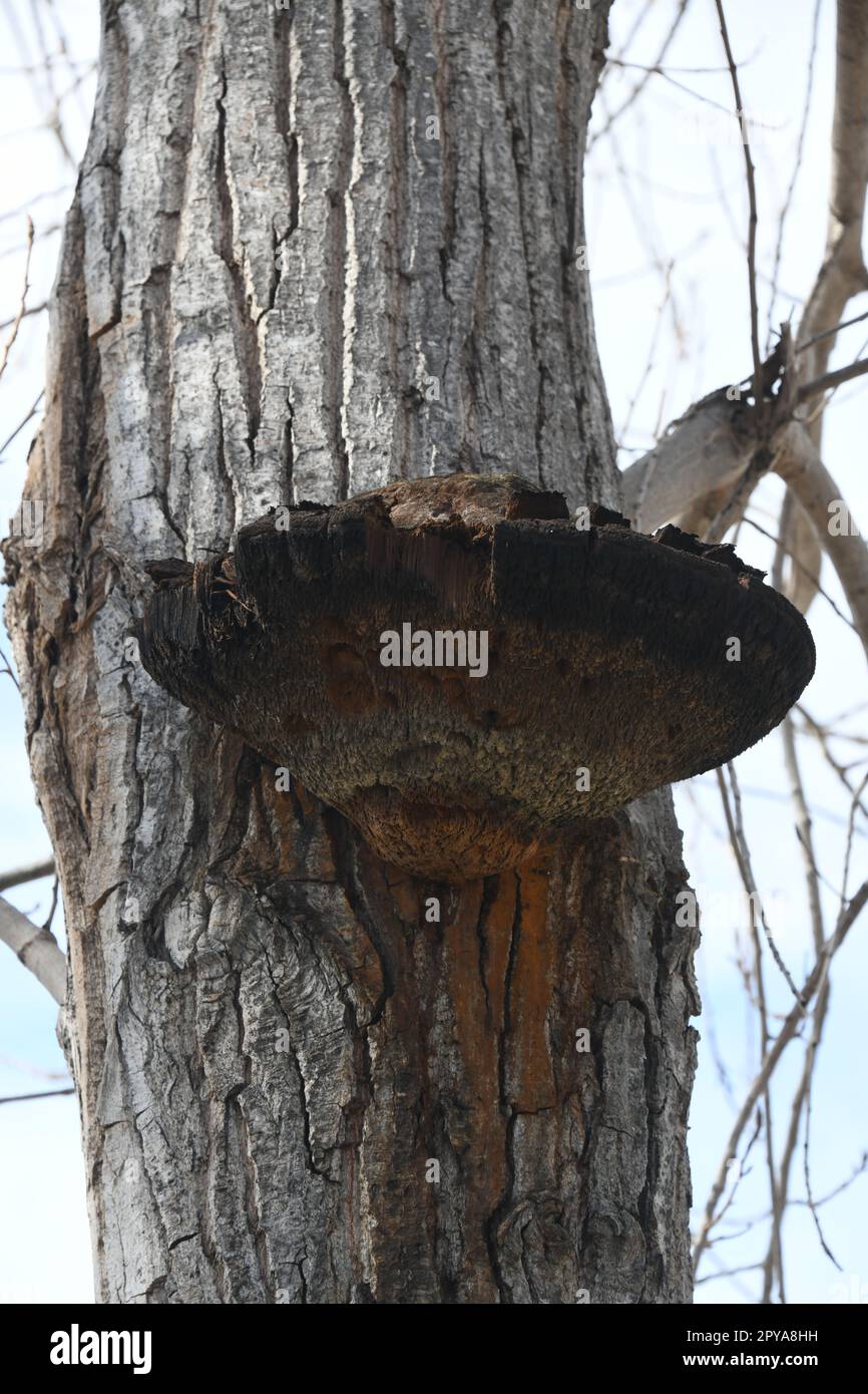 Un fungo nero su un albero, provincia di Alicante, Costa Blanca, Spagna Foto Stock