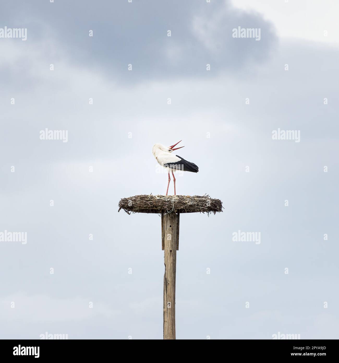 Cicogna nel suo nido su un palo con becco aperto Foto Stock