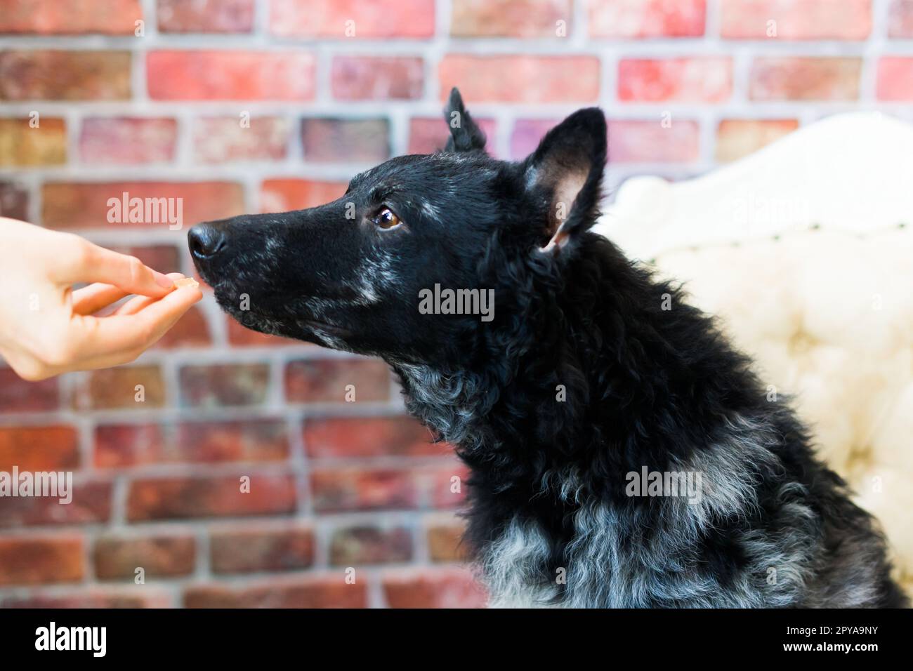 Black White Dog sulla parete posteriore in mattoni, mudi, scatto in studio Foto Stock