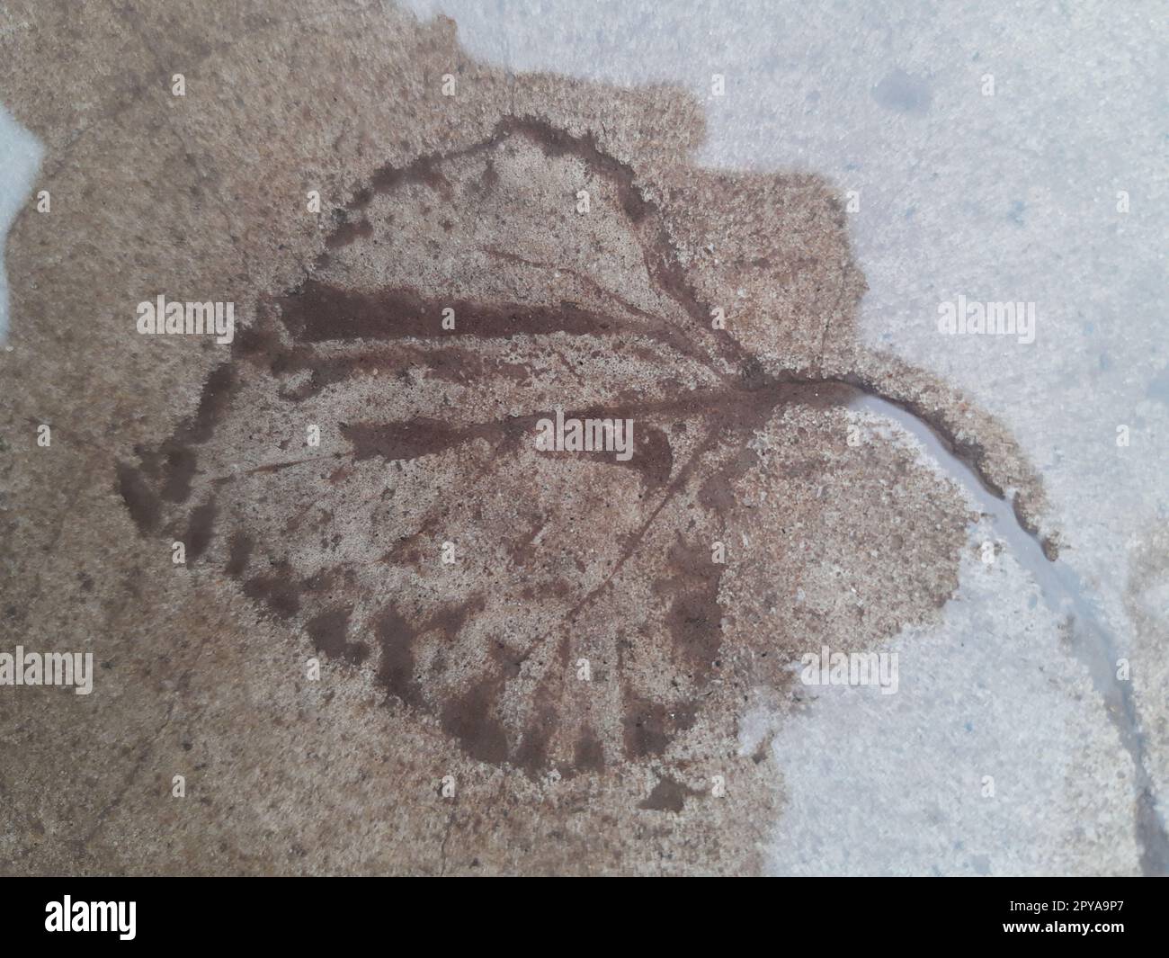 L'impronta di una foglia caduta su calcestruzzo bagnato Foto Stock