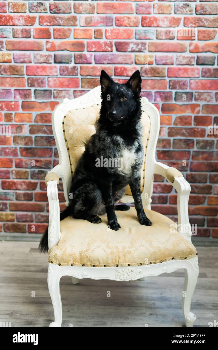 Black White Dog sulla parete posteriore in mattoni, mudi, scatto in studio Foto Stock