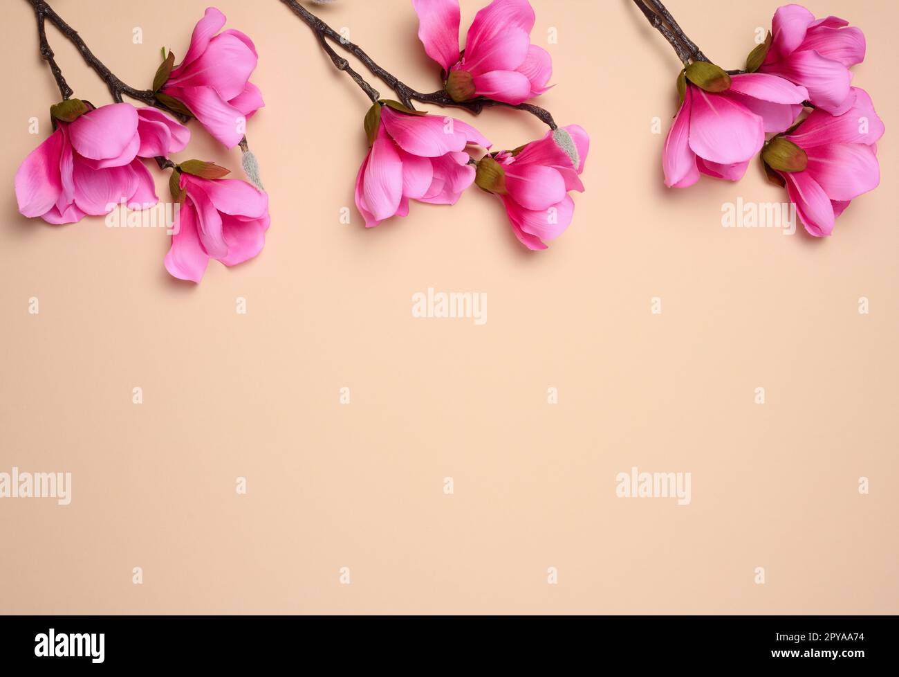 Ramo con fiori di magnolia rosa su sfondo beige Foto Stock