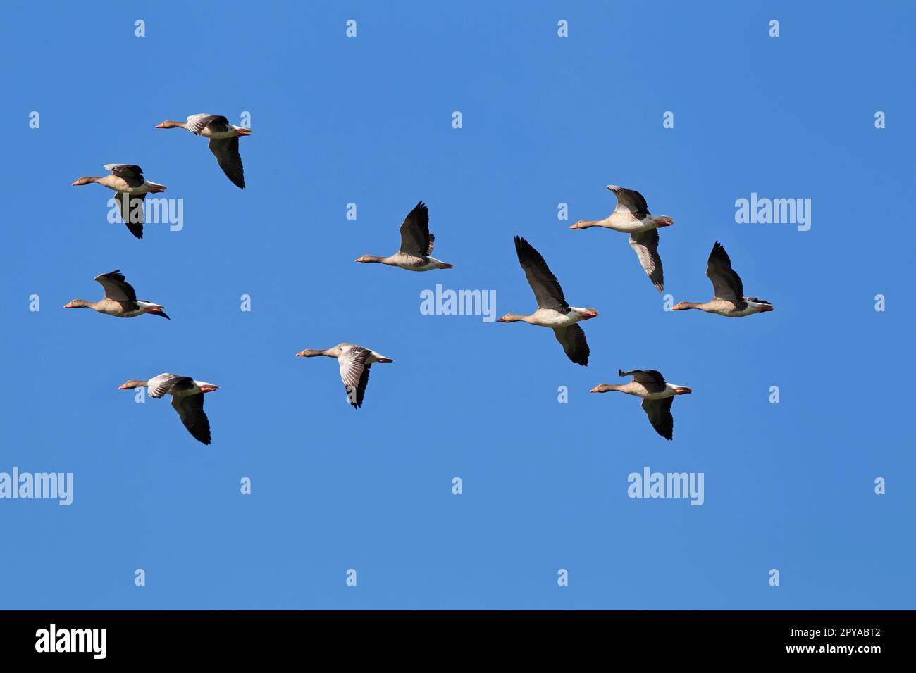 Oche di Greylag (Anser anser), Parco Nazionale di Vorpommersche Boddenlandschaft, Germania Foto Stock