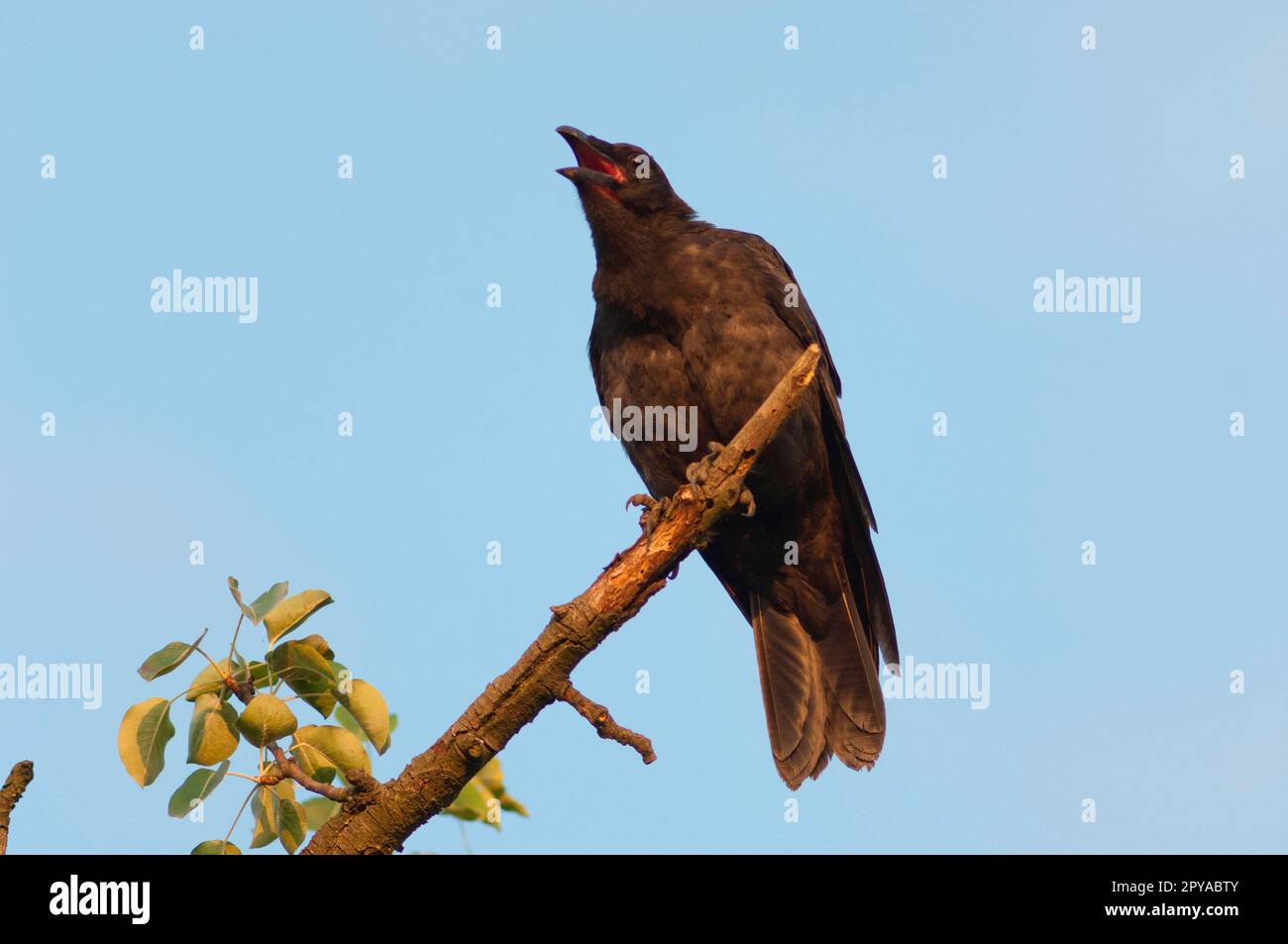 Corvo con animale immagini e fotografie stock ad alta risoluzione - Alamy