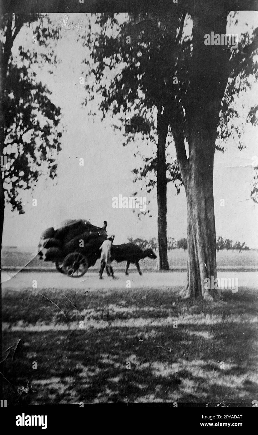 4 Bareilly, una città dell'India di 10.69 abitanti, situata nel distretto di Bareilly, nello stato federato dell'Utttar Pradesh. Il carrello è visto da tra gli alberi su una pista polverosa, pieno di mais. Da una foto istantanea della prima guerra mondiale scattata in India, c1917. Foto Stock 4 Bareilly, una città dell'India di 10.69 abitanti, situata nel distretto di Bareilly, nello stato federato dell'Utttar Pradesh. Il carrello è visto da tra gli alberi su una pista polverosa, pieno di mais. Da una foto istantanea della prima guerra mondiale scattata in India, c1917. Foto Stock