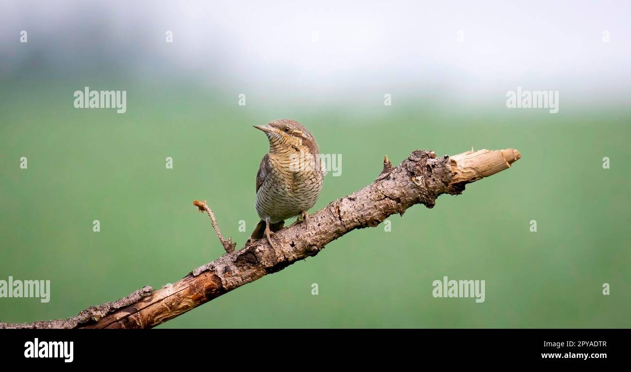 La torquilla Jynx Wryneck siede su un ramo e attrae una femmina, la foto migliore. Foto Stock
