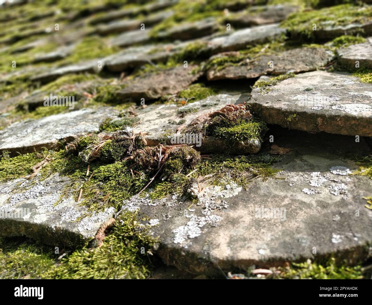 Tetto in piastrelle di colore verde brillante nella zona rurale. Vecchie tegole. Il muschio verde e i licheni crescevano sul tetto. Ambiente piacevole della patria, a casa. Il concetto di tradizione, casa, antichità. Foto Stock