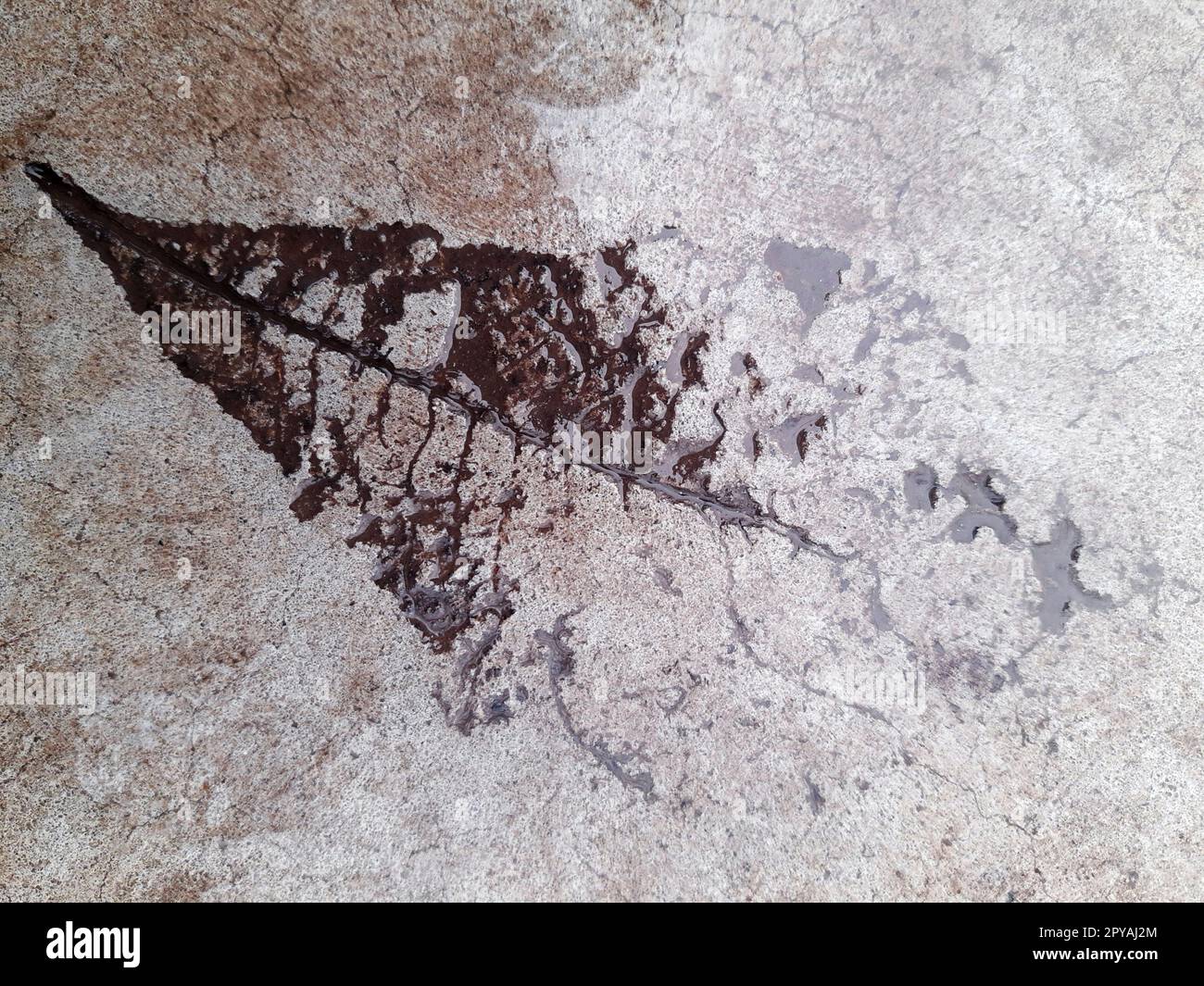 L'impronta di una foglia caduta su calcestruzzo bagnato Foto Stock
