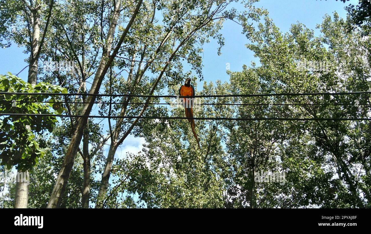 Il macaw blu e giallo, noto anche come macaw blu e oro. Un grande pappagallo sudamericano con parti superiori per lo più blu e parti inferiori di colore arancione chiaro. Il pappagallo si trova sui fili Foto Stock