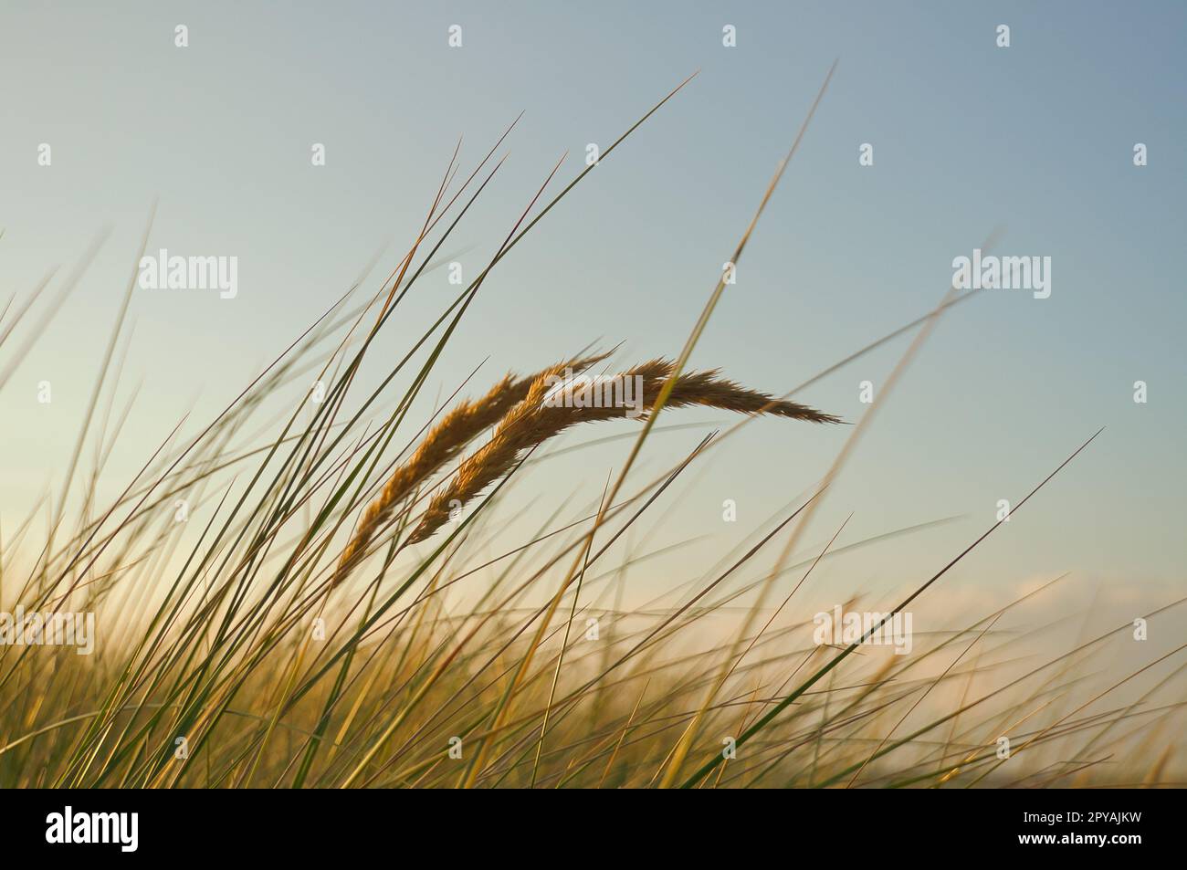 Erba su una duna sulla costa al tramonto. Foto della natura durante un'escursione sul Mar Baltico Foto Stock
