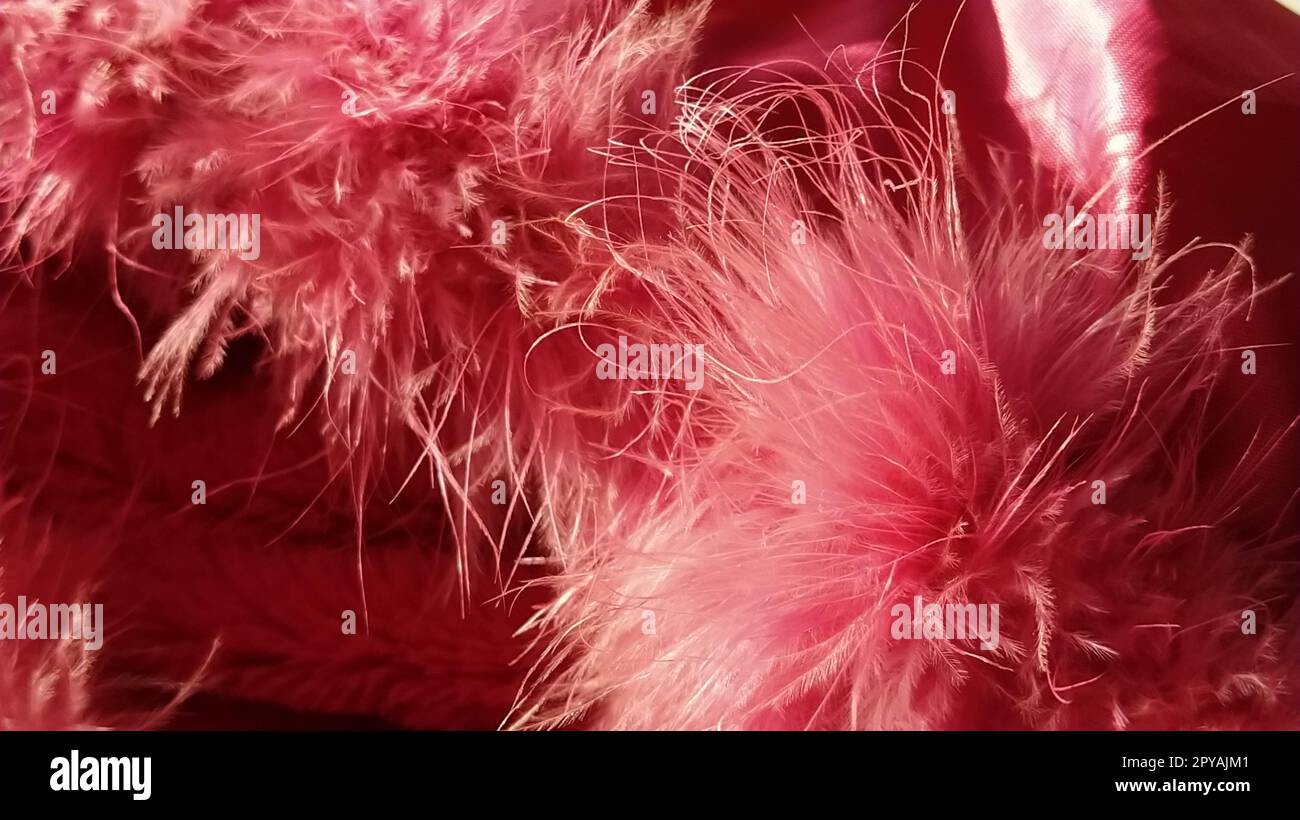 Primo piano con pelliccia sintetica rosa o piume di uccelli naturali di colore rosa. Piume leggere boa. Consistenza delicata. Biglietto d'auguri buon San Valentino. Colletto da una giacca da donna o da ragazza. Rosa brillante o di colore Foto Stock