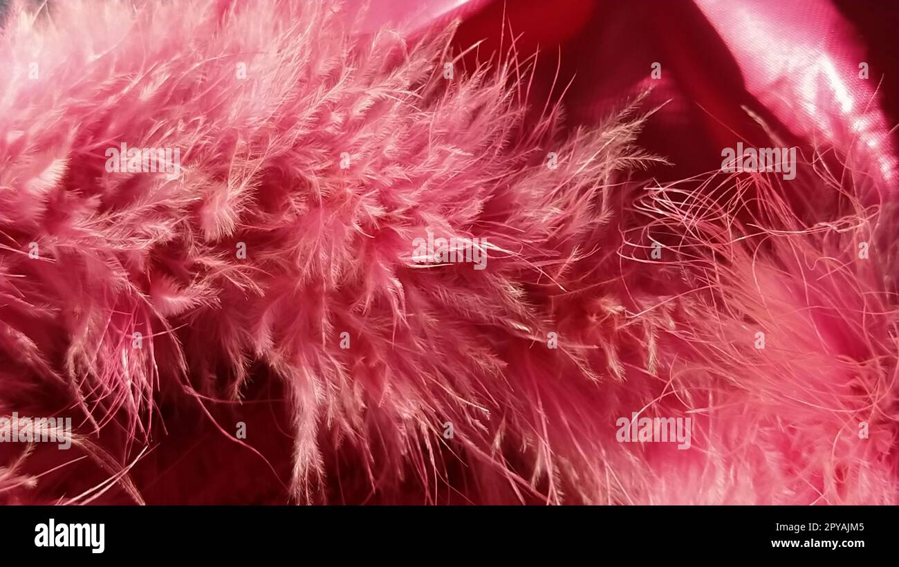 Primo piano con pelliccia sintetica rosa o piume di uccelli naturali di colore rosa. Piume leggere boa. Consistenza delicata. Biglietto d'auguri buon San Valentino. Colletto da una giacca da donna o da ragazza. Rosa brillante o di colore Foto Stock