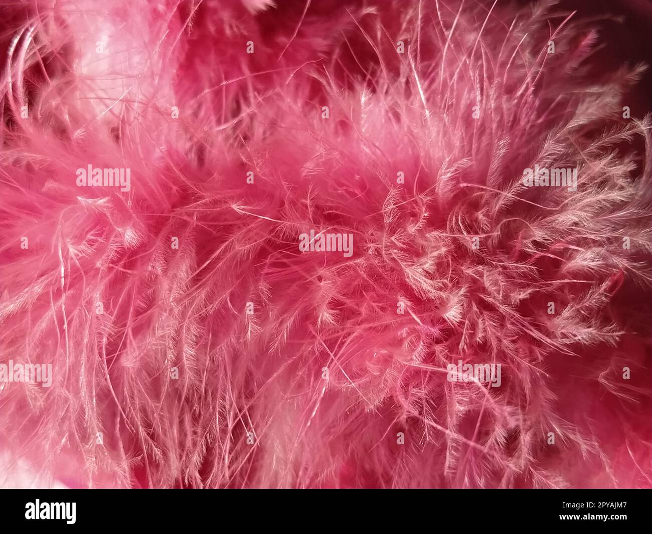 Primo piano con pelliccia sintetica rosa o piume di uccelli naturali di colore rosa. Piume leggere boa. Consistenza delicata. Biglietto d'auguri buon San Valentino. Colletto da una giacca da donna o da ragazza. Rosa brillante o di colore Foto Stock