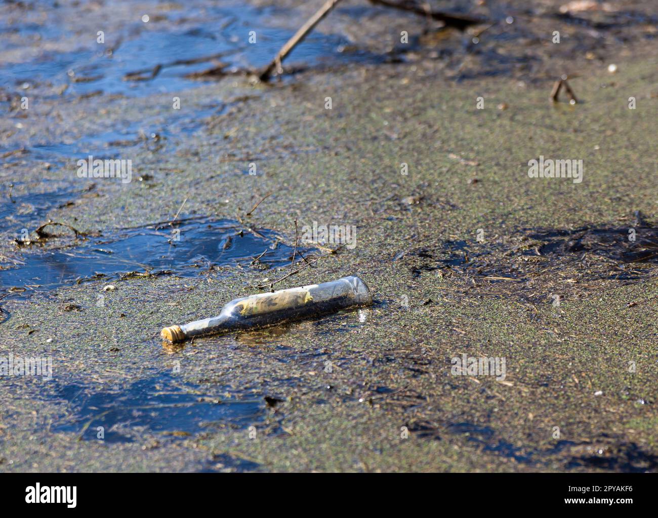 Una bottiglia di vetro in acqua fangosa nella foresta, scartata dall'uomo. Disastro ambientale in natura. Il problema della spazzatura in natura. Orizzontalmente. Foto Foto Stock
