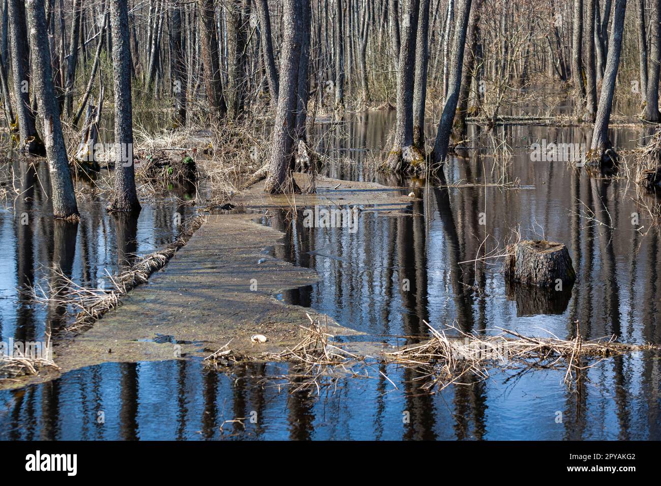 Immondizia in acqua fangosa nella foresta, gettato fuori dall'uomo. Disastro ambientale in natura. Il problema della spazzatura in natura. Orizzontalmente. Foto Stock