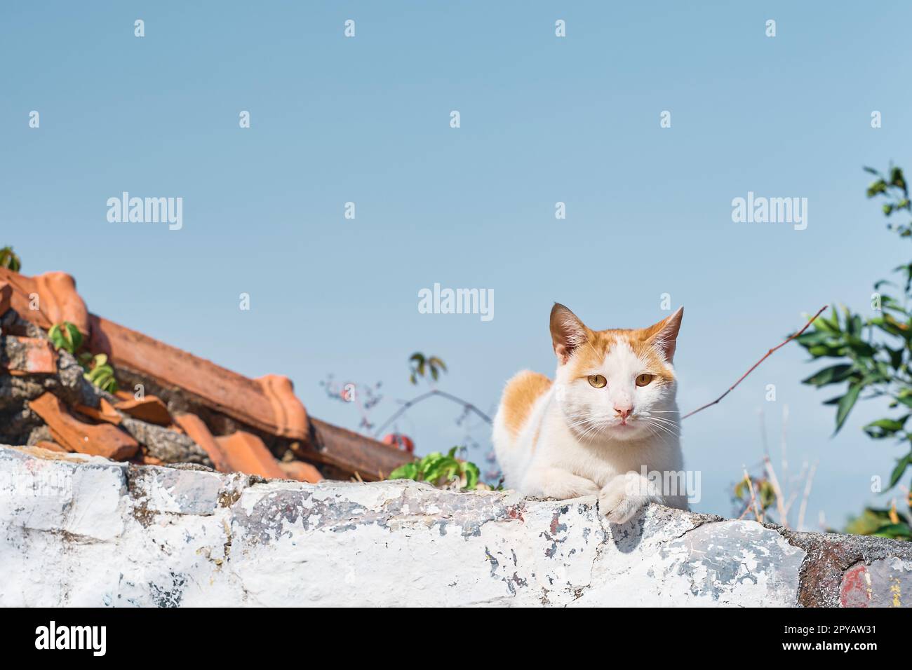 Gatto siede sulla recinzione, guarda nella cornice, le strade della città vecchia, gli animali nell'ambiente urbano. La cura degli animali, gli ecosistemi urbani, l'idea di Foto Stock