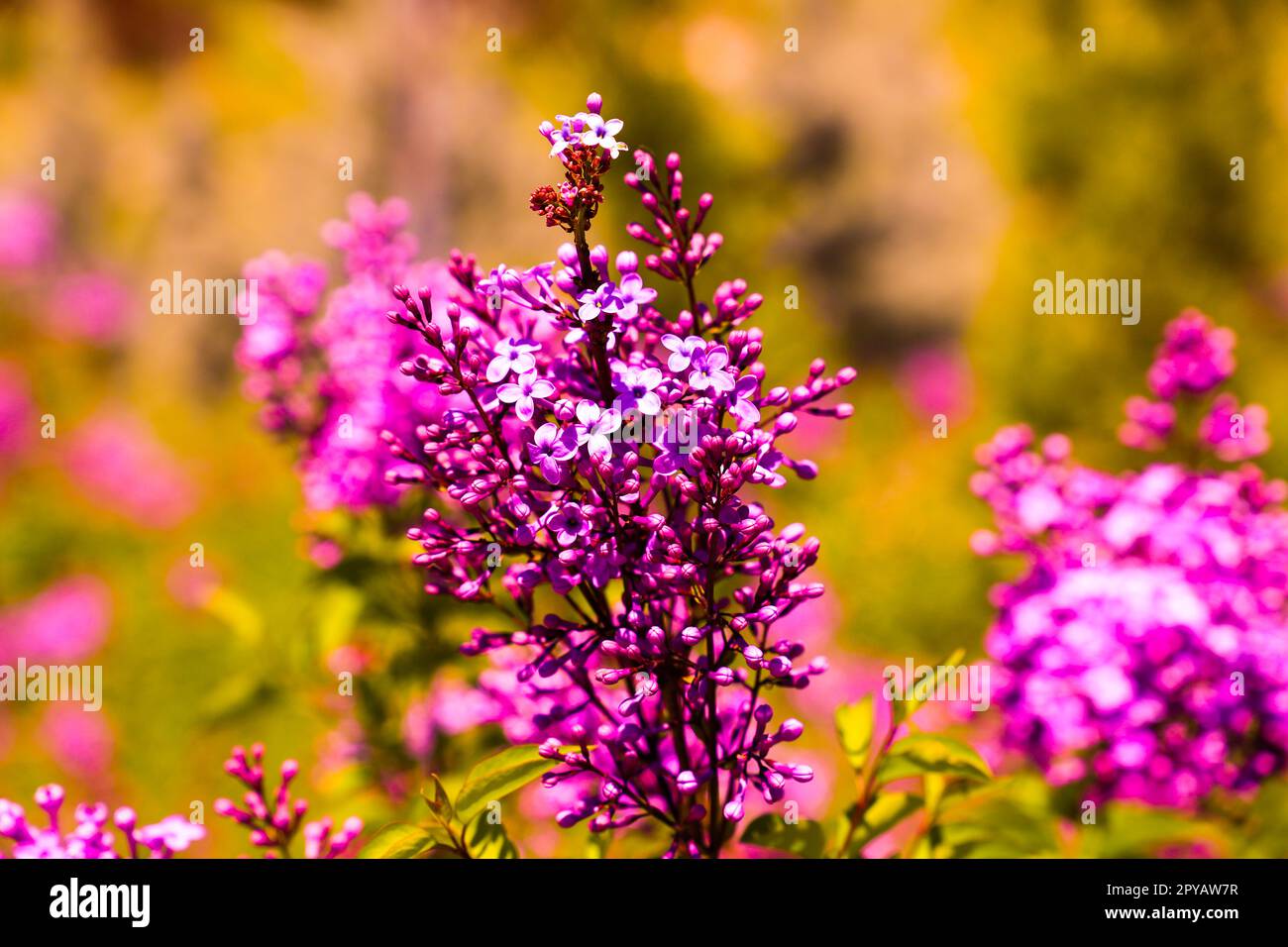 Belle foto di fiori da primo piano. Splendidi fiori nel parco in estate Foto Stock