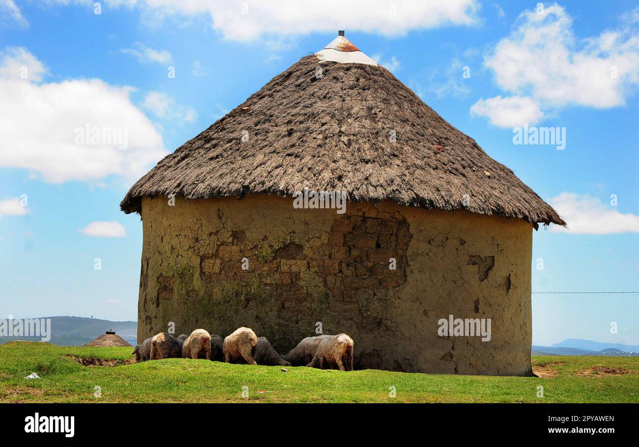 La campagna in cui Nelson Mandela è cresciuto a Mvezo, nel Capo Orientale, in Sud Africa. Foto Stock