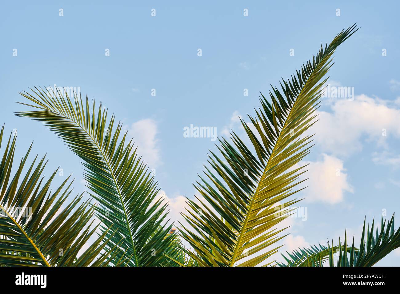 Palm lascia primo piano sullo sfondo del cielo blu, screensaver e sfondo per la pubblicità, idea di sfondo. Vacanze estive Foto Stock