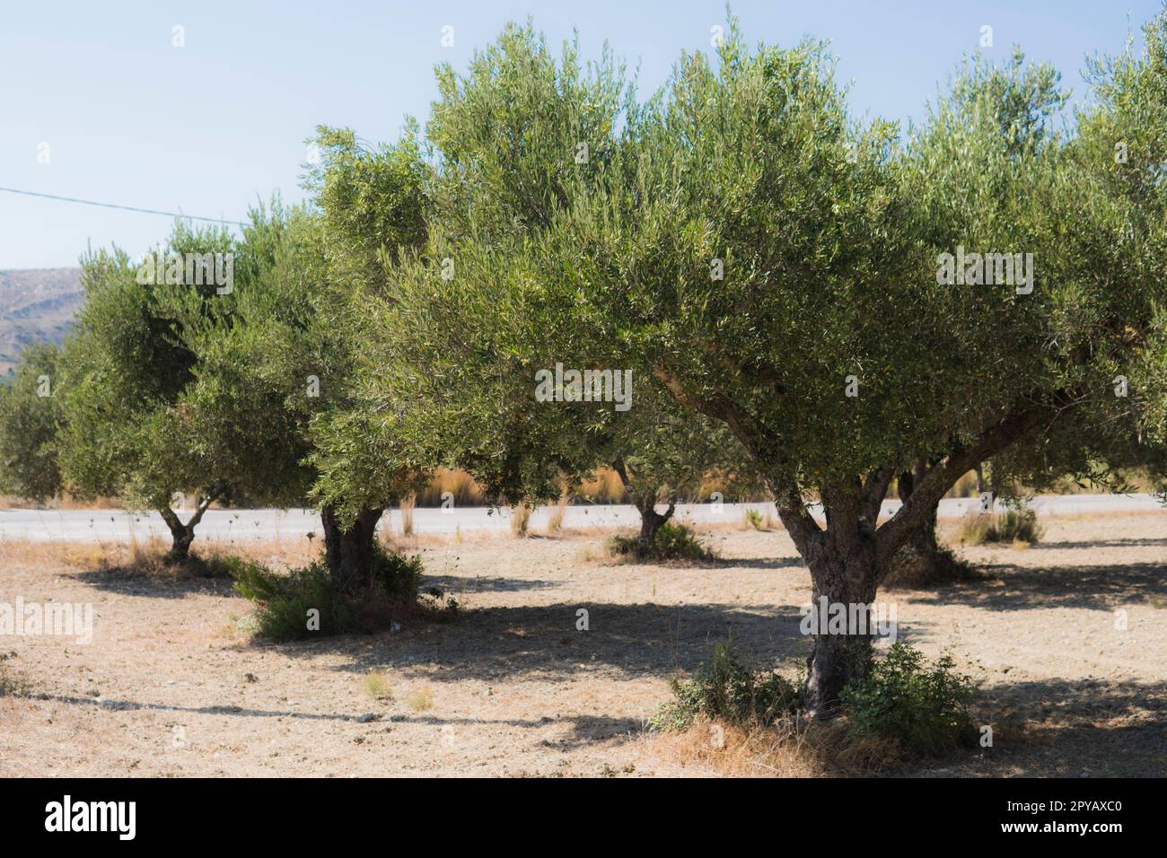 piantagione di olivi durante la stagione estiva sull'isola nel Mar Mediterraneo Foto Stock