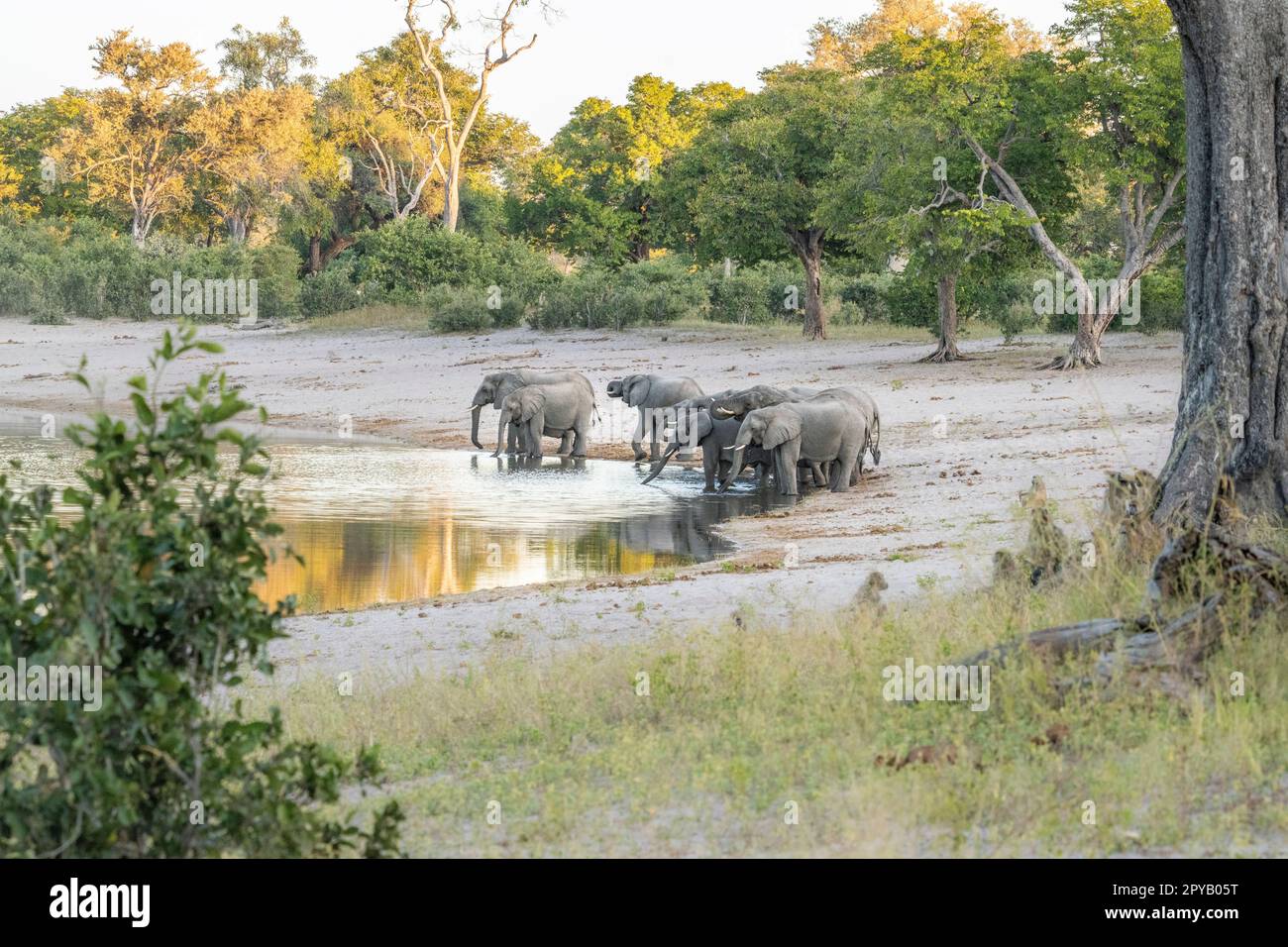 Elefanti, mandria (Loxodonta Africana), camminando fino al bordo del fiume bere in acque poco profonde. Famiglia africana degli elefanti. Striscia di Caprivi, Namibia, Africa Foto Stock