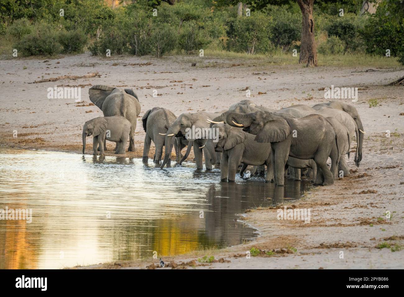 Elefanti, mandria (Loxodonta Africana), camminando fino al bordo del fiume bere in acque poco profonde. Famiglia africana degli elefanti. Striscia di Caprivi, Namibia, Africa Foto Stock