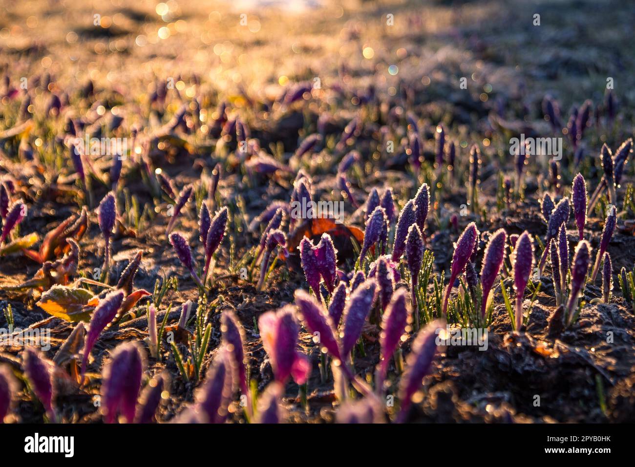 Primo piano dei fiori di croco viola smerigliati nella foto di concetto autunnale mattutina Foto Stock