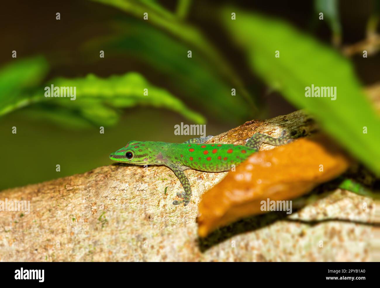 Gecko giorno punteggiato, Phelsuma guttata, Masoala Tampolo Marine Park. Fauna selvatica del Madagascar Foto Stock