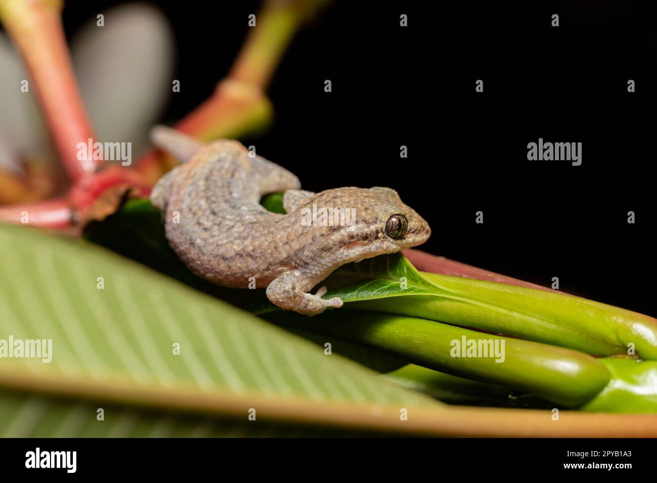 Gecko di Grandidier, Geckolepis typica, Kivalo Morondava Madagascar fauna selvatica Foto Stock