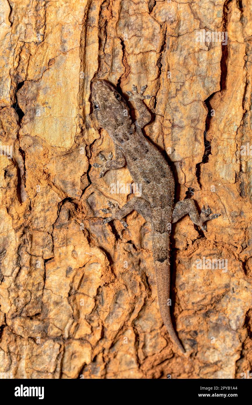 Hemidactylus mercatorius, Tsingy de Bemaraha, Madagascar fauna selvatica Foto Stock