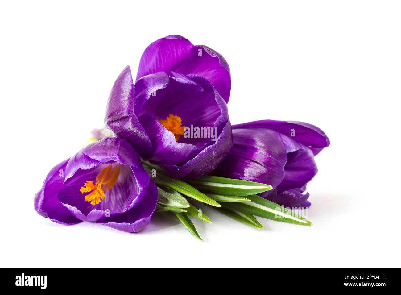 fiori di crocus su sfondo bianco - fiori freschi di primavera Foto Stock