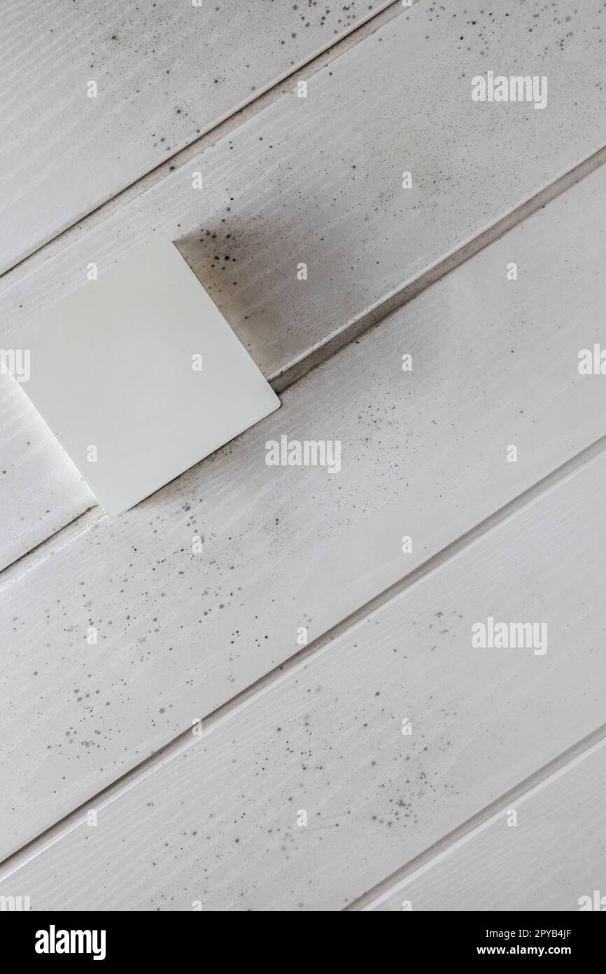 Inizio dell'accumulo di muffa sul soffitto del bagno, sempre con una semplice soluzione di pulizia. Modanatura del soffitto in muffa fungina interna vicino alla doccia. deve essere pulito lo sfondo di legno bianco Foto Stock