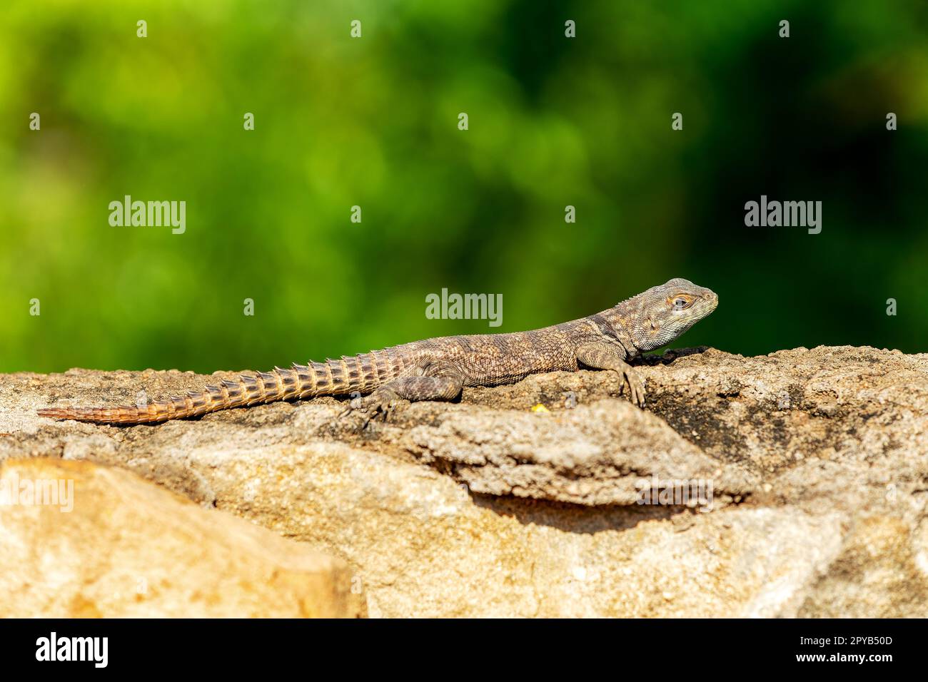 Cuvier's Madagascar Swift (Oplurus cuvieri), Miandrivazo, Menabe Madagascar fauna selvatica Foto Stock