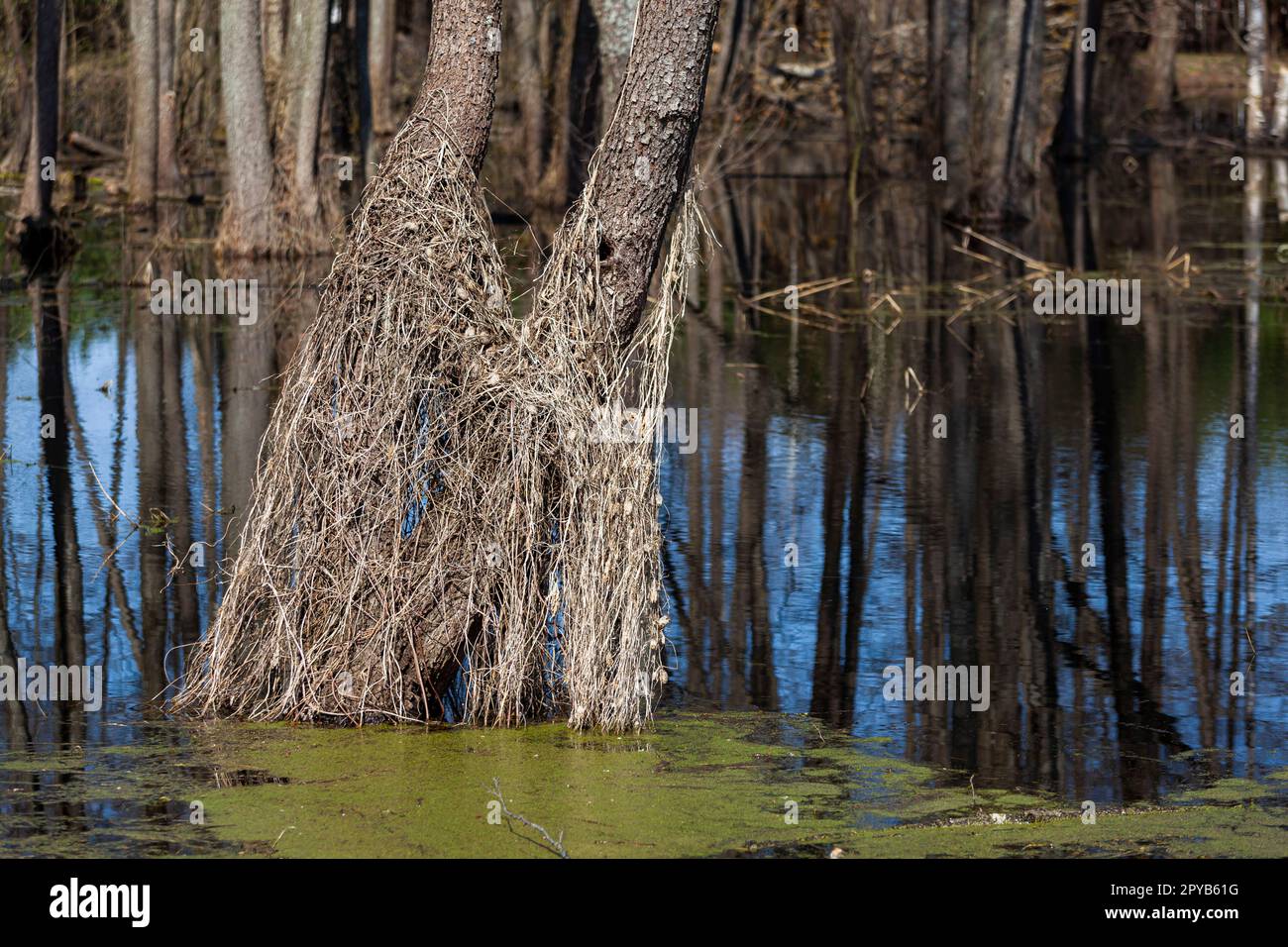 Primavera foresta e inondazioni. Riflessione nell'acqua degli alberi secchi e dell'erba dello scorso anno. Foto di alta qualità. Orizzontale Foto Stock