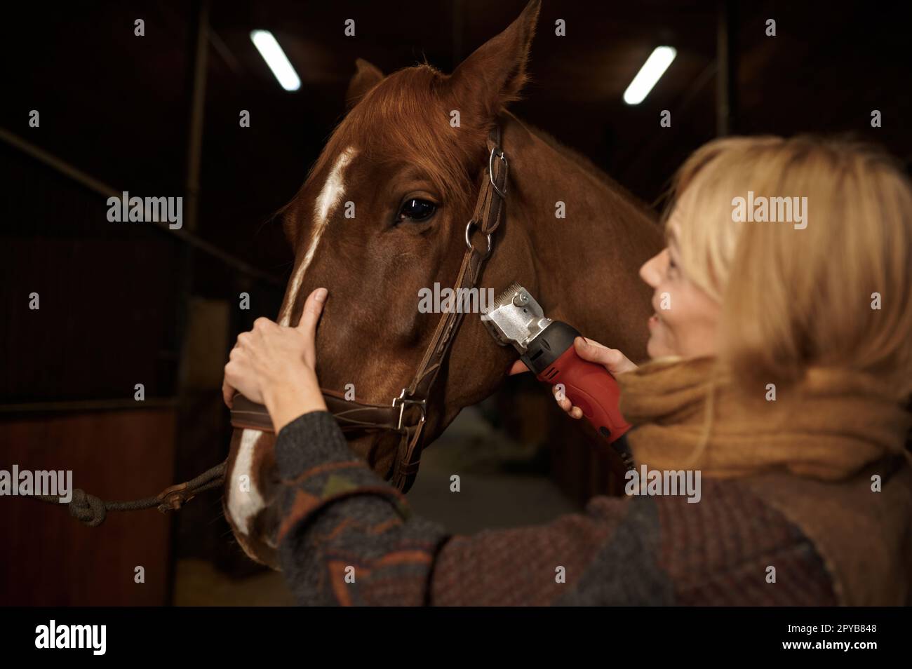 Giovane donna soddisfatta che cura il cavallo con rasoio elettrico in ranch stable Foto Stock