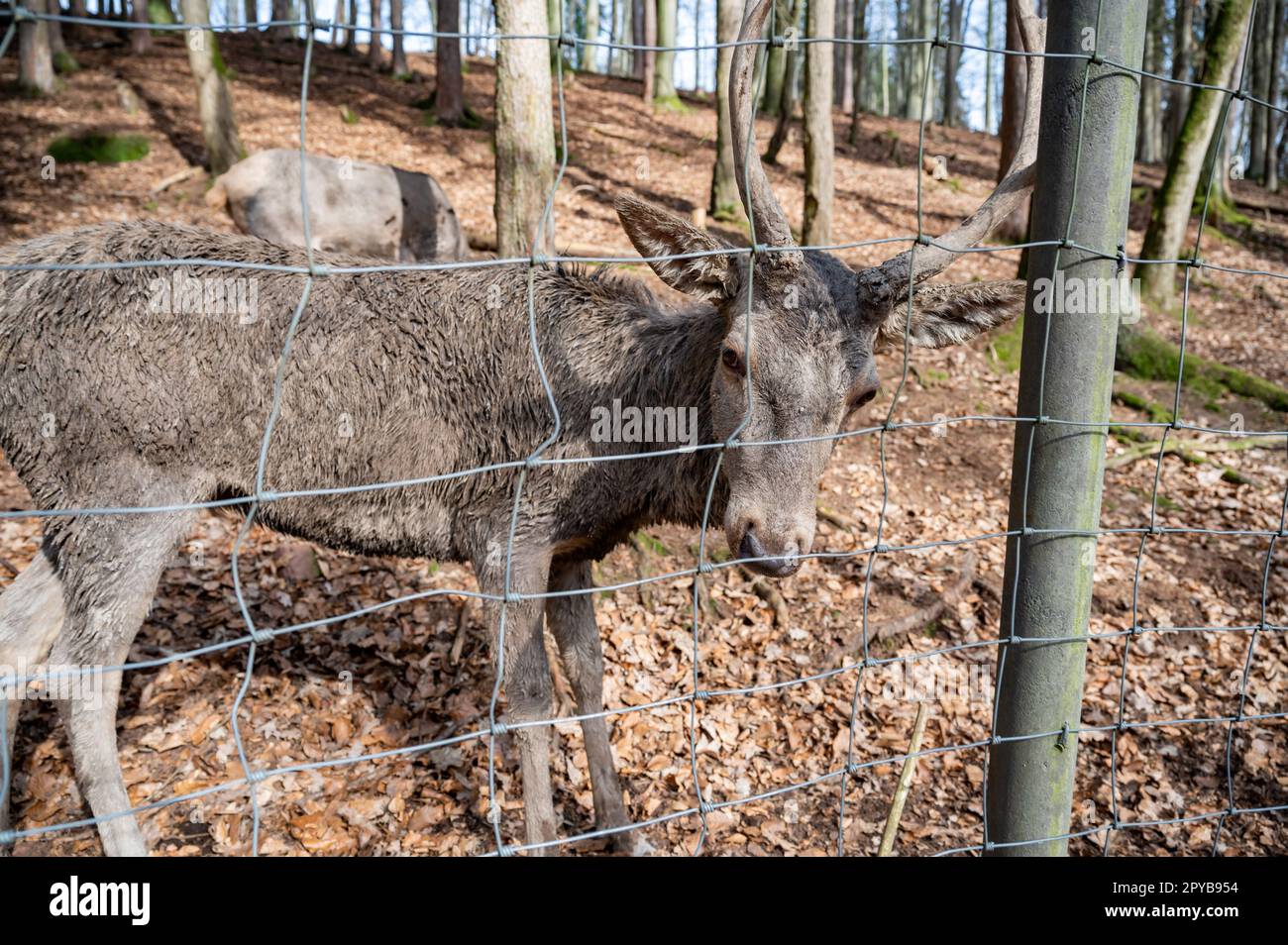 Cervi dietro la recinzione in uno zoo pubblico parco faunistico guardando la macchina fotografica, il benessere degli animali Foto Stock