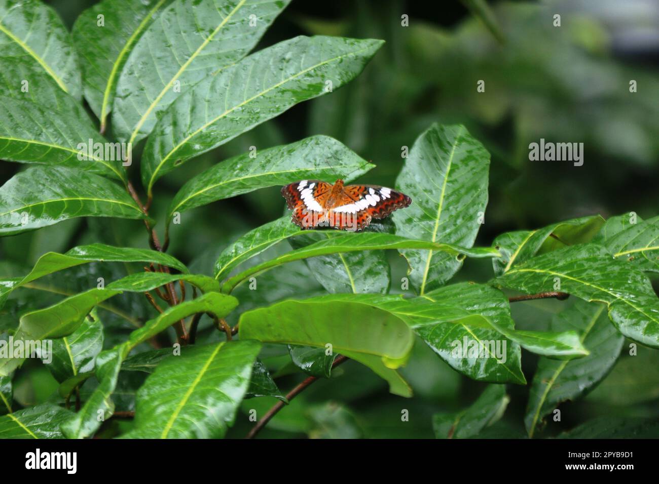 Una bella farfalla su una foglia verde Foto Stock