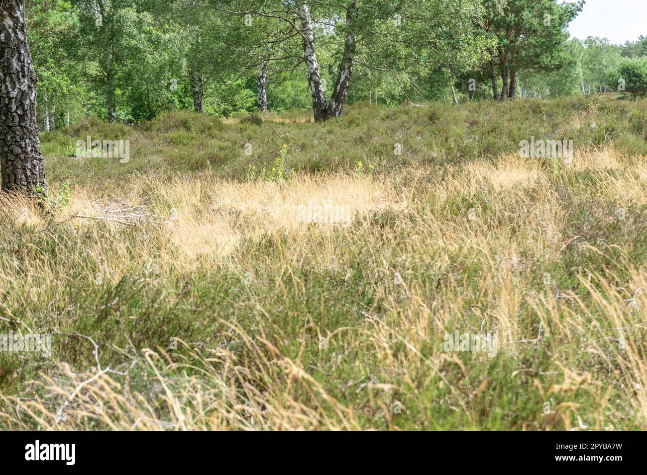 Area protetta nazionale Nemitzer Heide in Germania con paesaggio aperto e fiori di erica Foto Stock