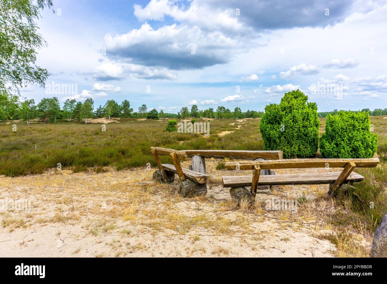 Area protetta nazionale Nemitzer Heide in Germania con paesaggio aperto e fiori di erica Foto Stock