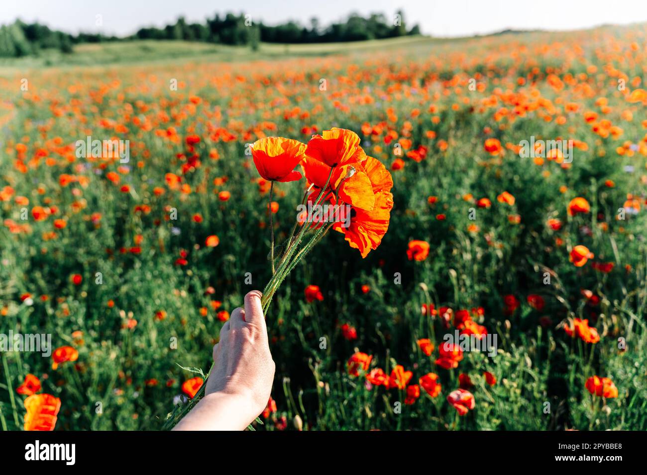 Una mano di donna che tiene un mazzo di papaveri rossi luminosi in un campo di papavero all'inizio dell'estate alla luce del sole Foto Stock