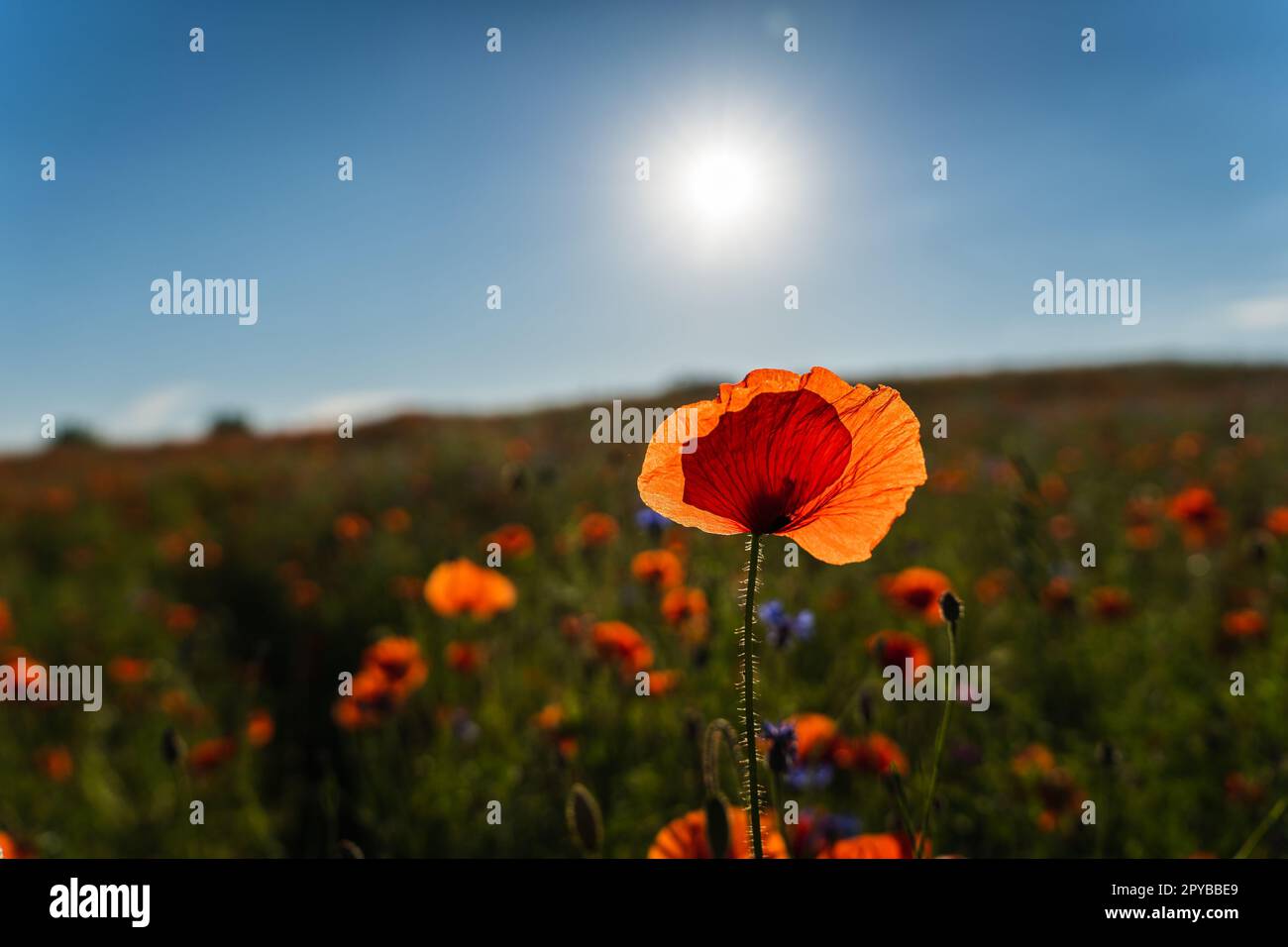 Campo rosso brillante fiore papavero in un campo alla luce del sole Foto Stock