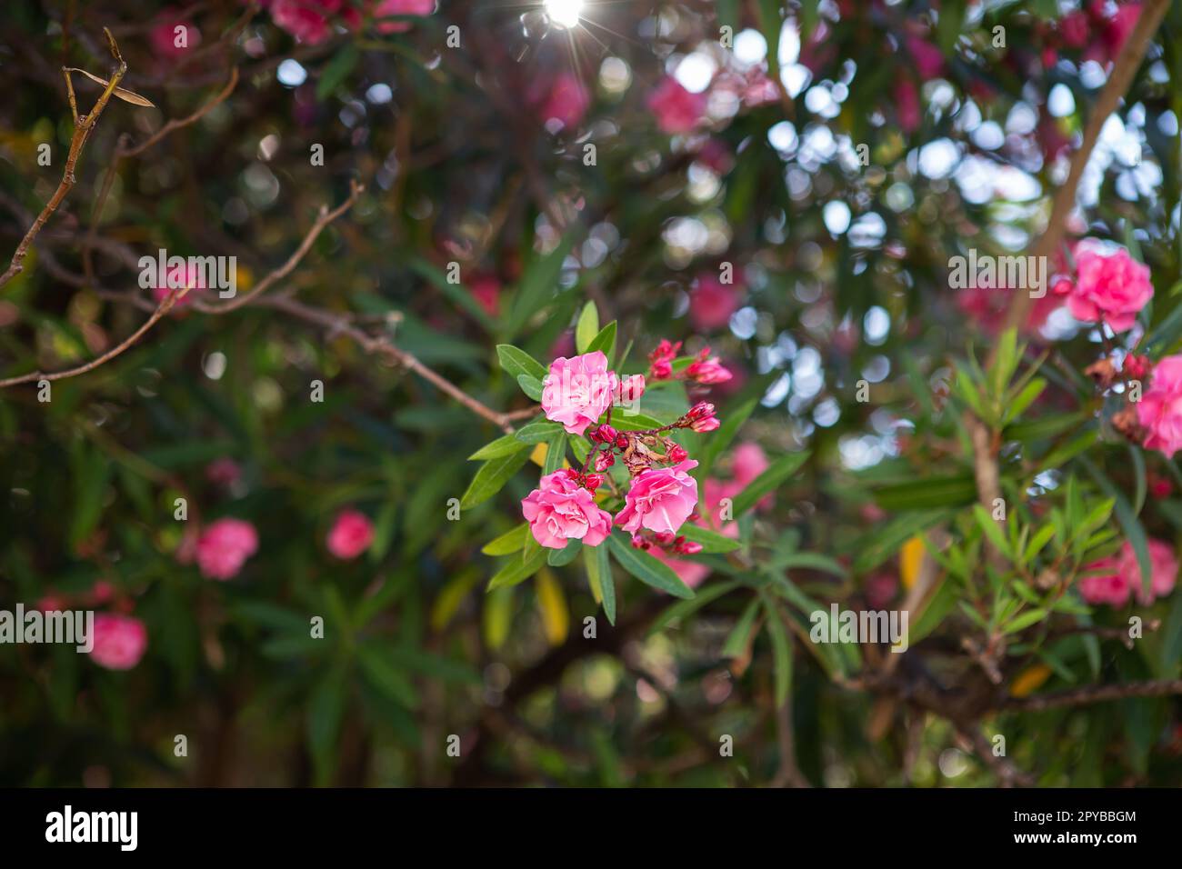 Bellissimi fiori rosa di begonville in Europa. Piante mediterranee in giardino. Foto Stock
