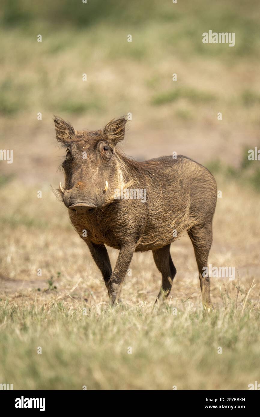 Warthog comune stand in sole telecamera di vista Foto Stock