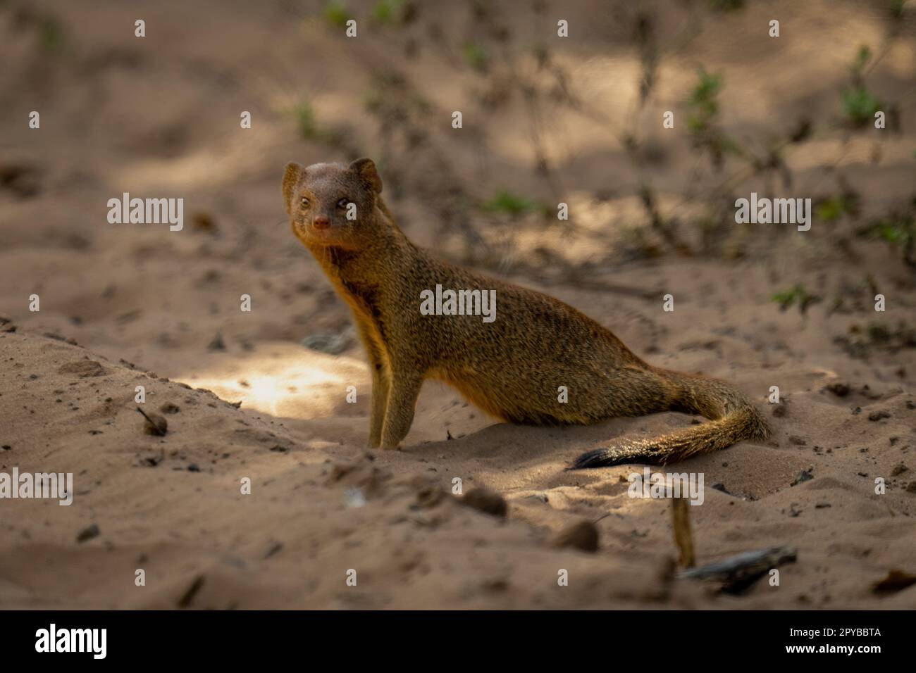 Mongose comune sottile sulla fotocamera da vista sabbia Foto Stock