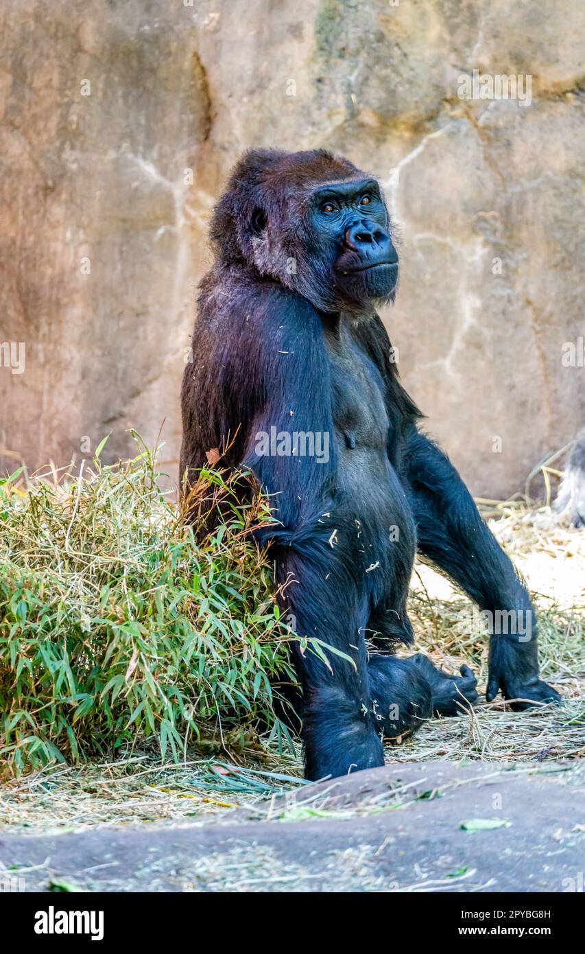 Un gorilla si siede vicino ad un muro al Woodland Park Zoo a Seattle, Washington. Foto Stock